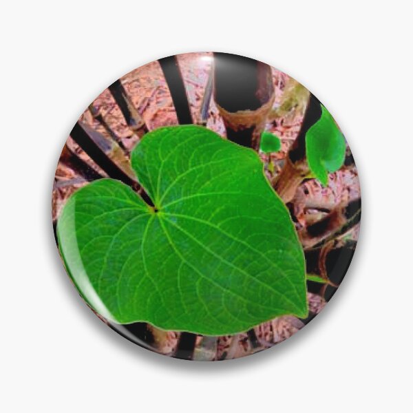 Item preview, ‘Awa hiwa by Hawaiian Kava Center LLC in Kahalu‘u, O‘ahu, Hawai‘i designed and sold by hawaiiankava.