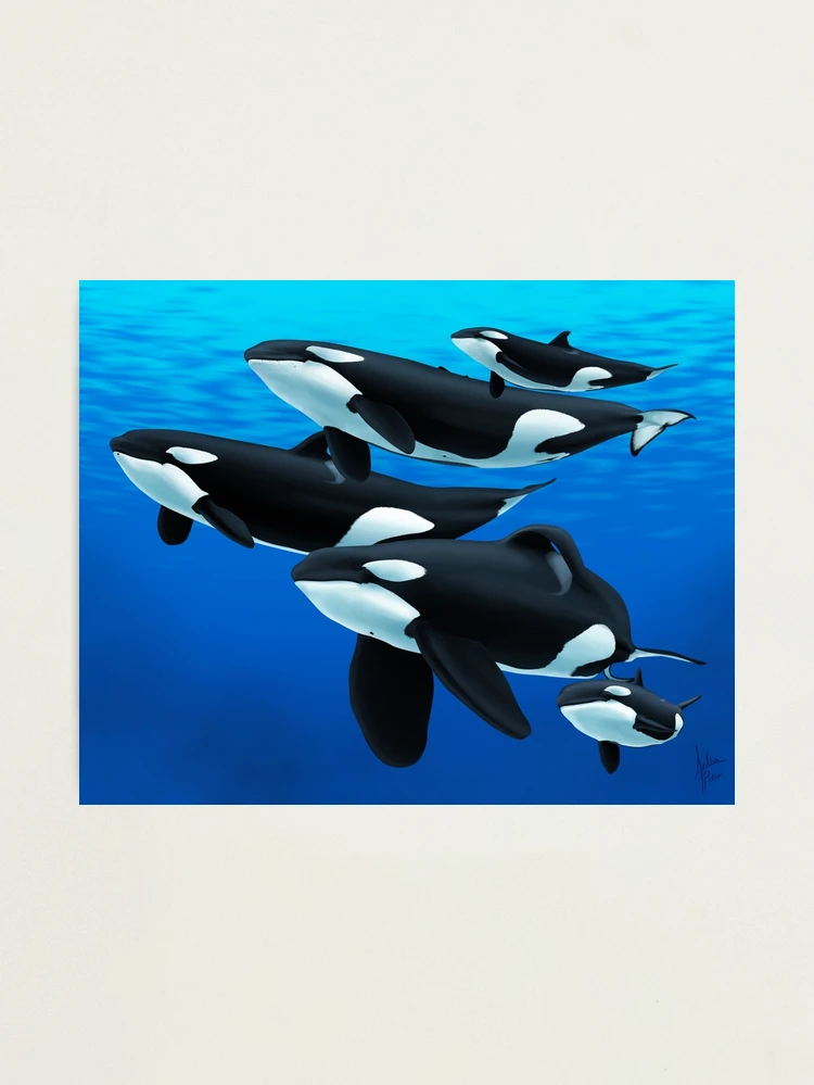 Pod of Orcas