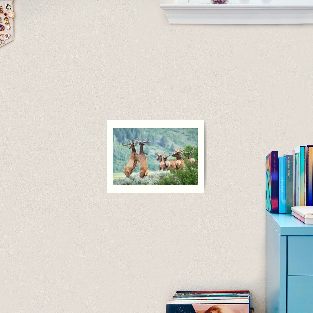 Elk Bulls Sparring Art Print