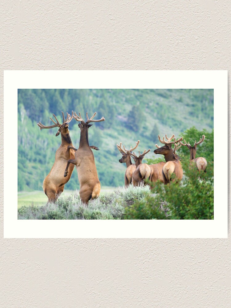 Alternate view of Elk Bulls Sparring Art Print