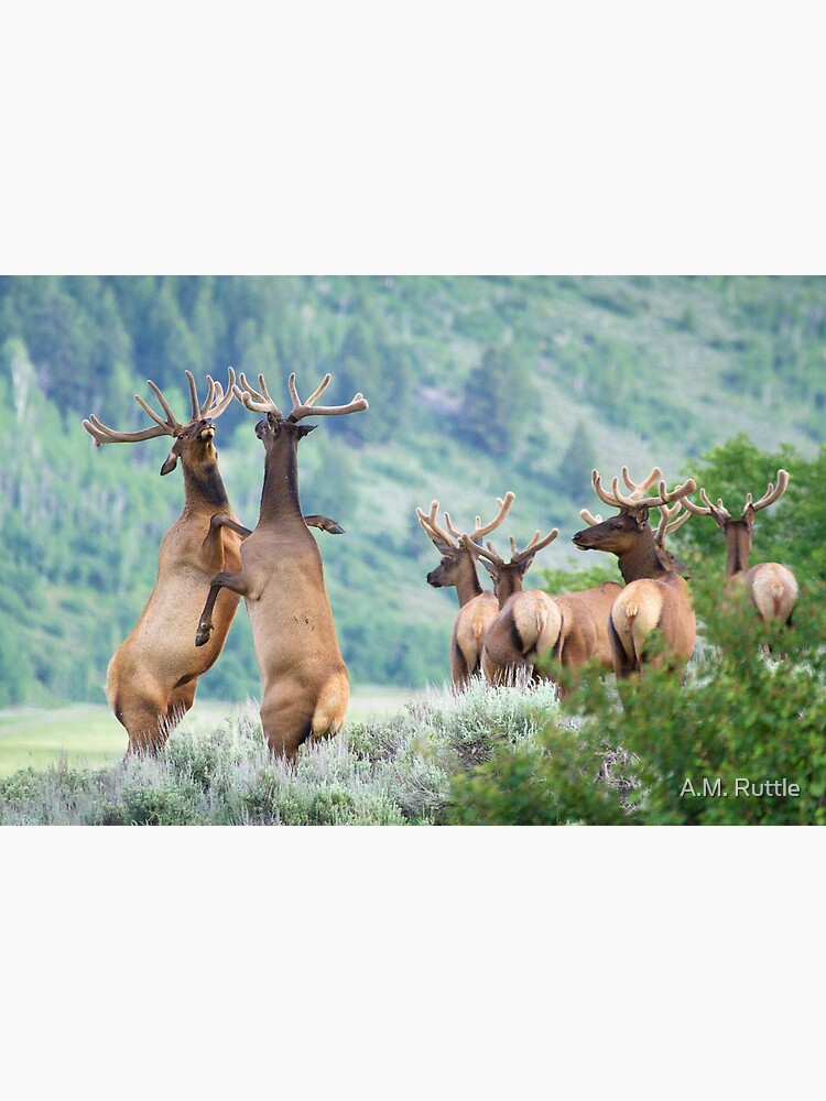 Elk Bulls Sparring by annruttle
