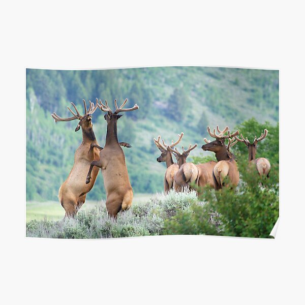 Elk Bulls Sparring Poster