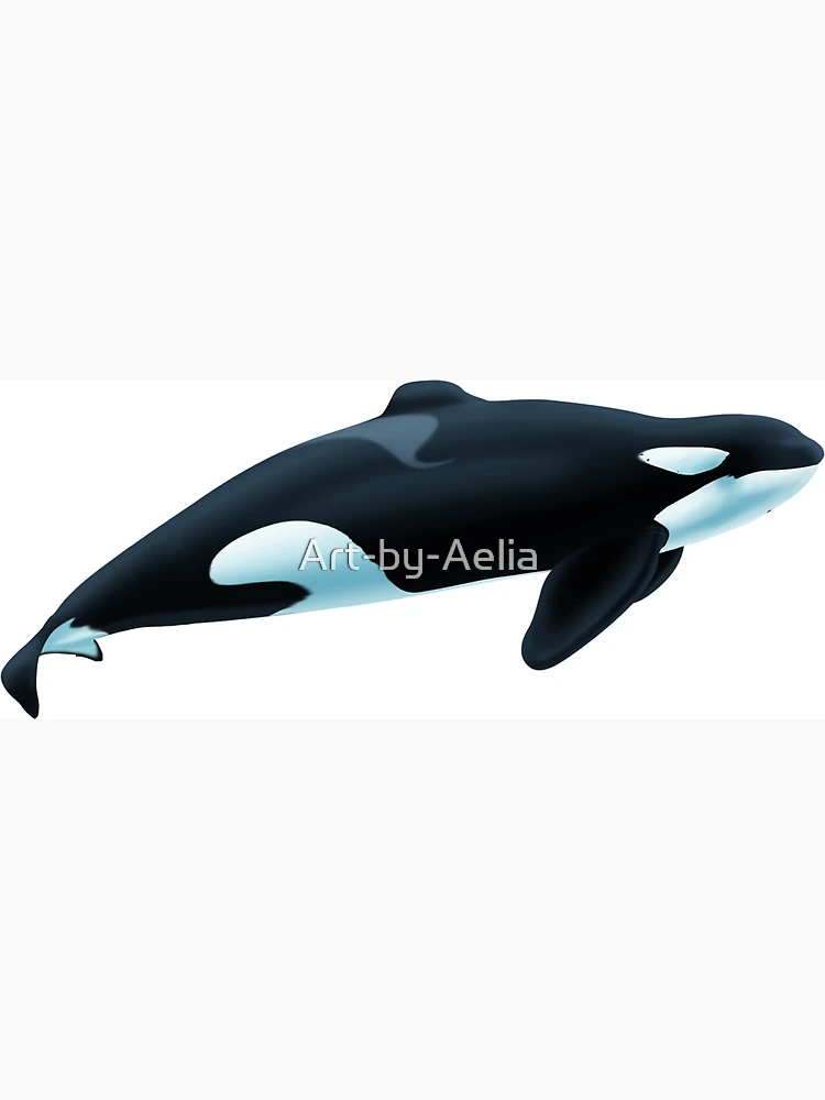 Orca AkuAページ Orca Aqua – Timeproshop