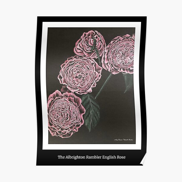 Albrighton Rambler English Rose Poster
