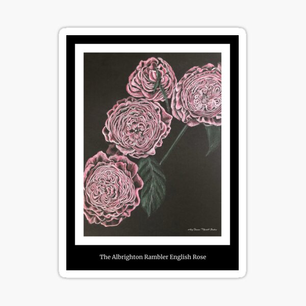 Albrighton Rambler English Rose Sticker