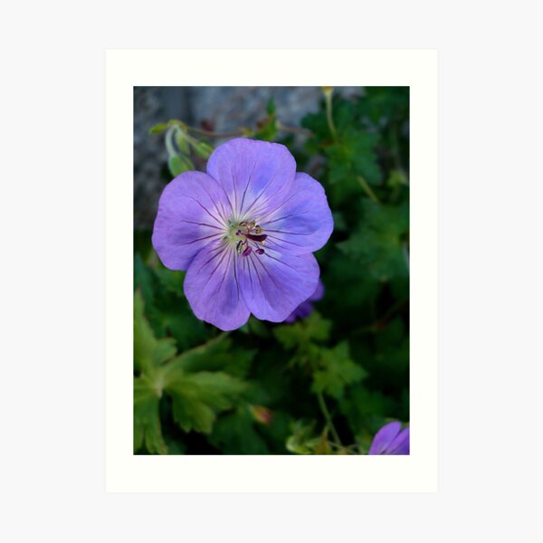 Purple Macro Art Print