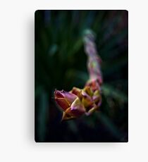 TRIFFID aka Gymea Lily Canvas Print