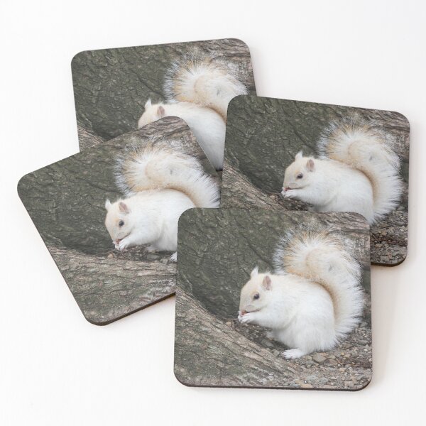 Item preview, Boston's White Squirrel designed and sold by Autumn Seas Photography.