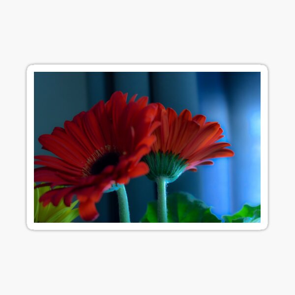 Red Daisies Sticker