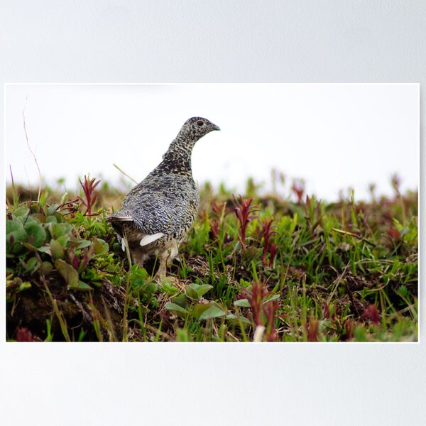 Item preview, Ptarmigan designed and sold by mikewheels.