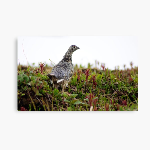 Item preview, Ptarmigan designed and sold by mikewheels.