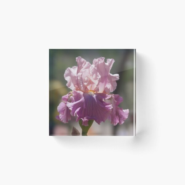 Item preview, Pink Sherbert Iris Flower designed and sold by MomentofPercep.