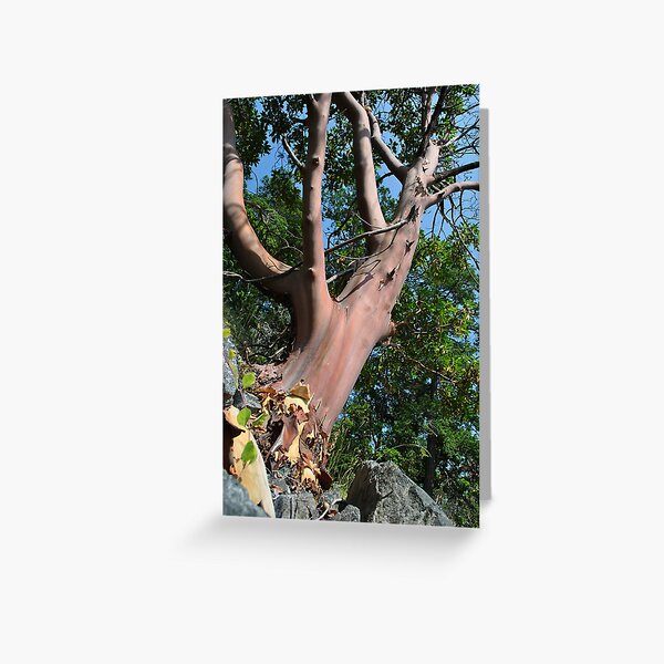 Item preview, Arbutus Tree  designed and sold by JennaKnight.