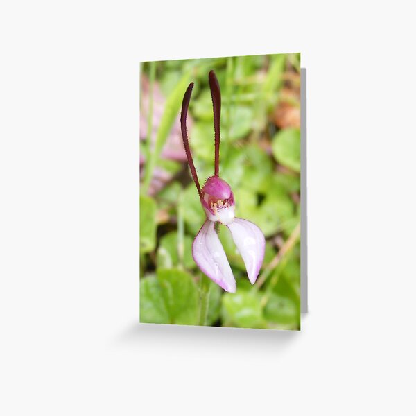 Item preview, Here be Hares. Hare Orchid - Leptoceras menziesii designed and sold by lw12.