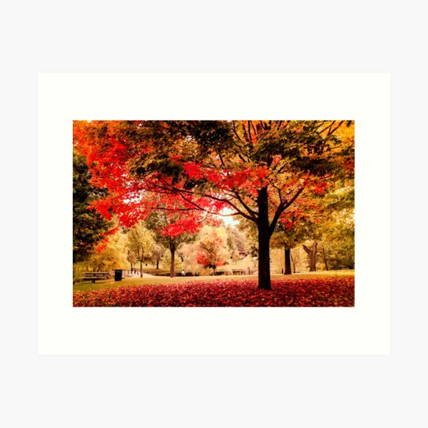 Item preview, Red Maple in Larz Anderson park. designed and sold by LudaNayvelt.