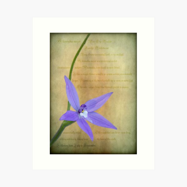 Item preview, Wax Lip Orchid - Gossodia Major designed and sold by pcbermagui.