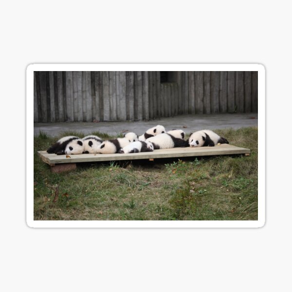 A Platter Of Pandas Sticker