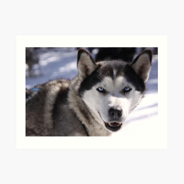 Snow Dog Art Print