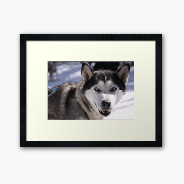 Snow Dog Framed Art Print