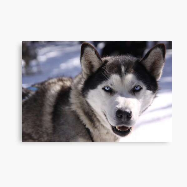 Snow Dog Canvas Print