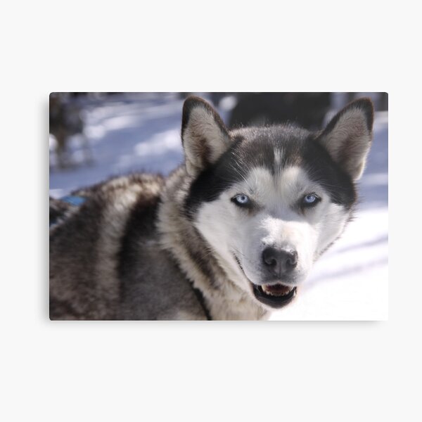 Snow Dog Metal Print
