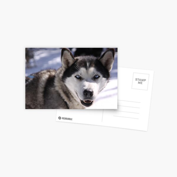 Snow Dog Postcard
