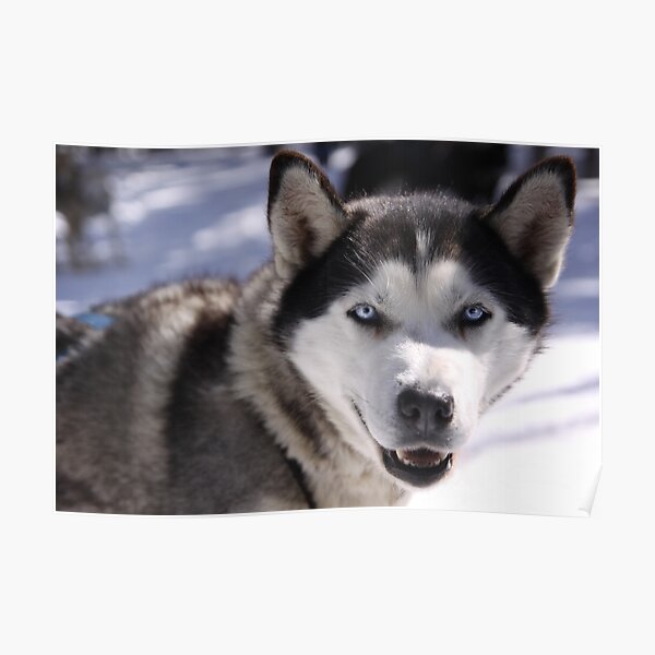 Snow Dog Poster