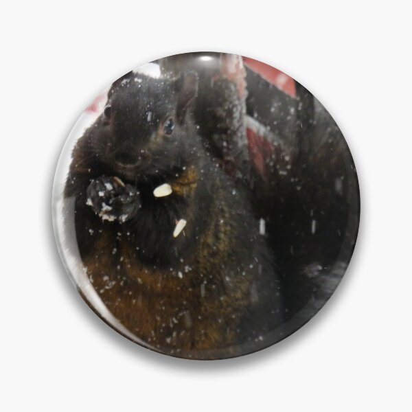 Item preview, Black squirrel begging for food in winter designed and sold by celinebisson.