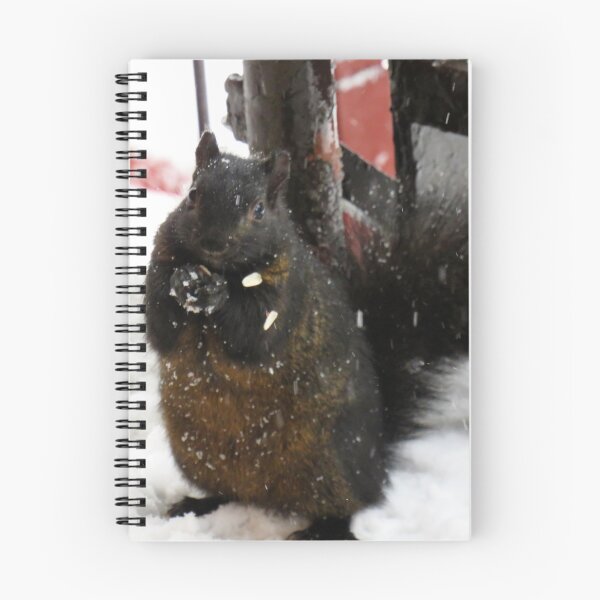 Item preview, Black squirrel begging for food in winter designed and sold by celinebisson.
