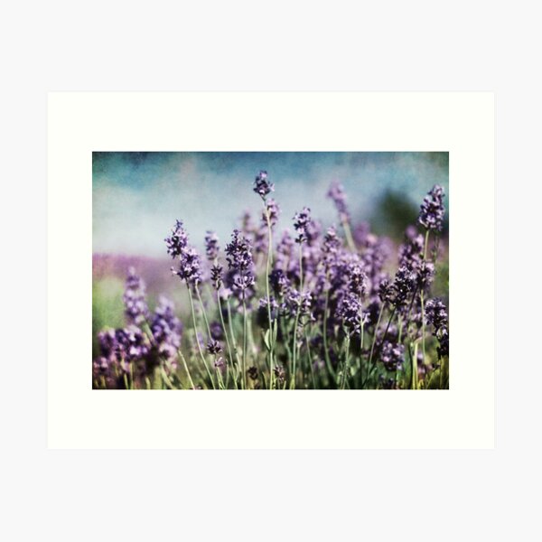 Vintage Lavender Art Print