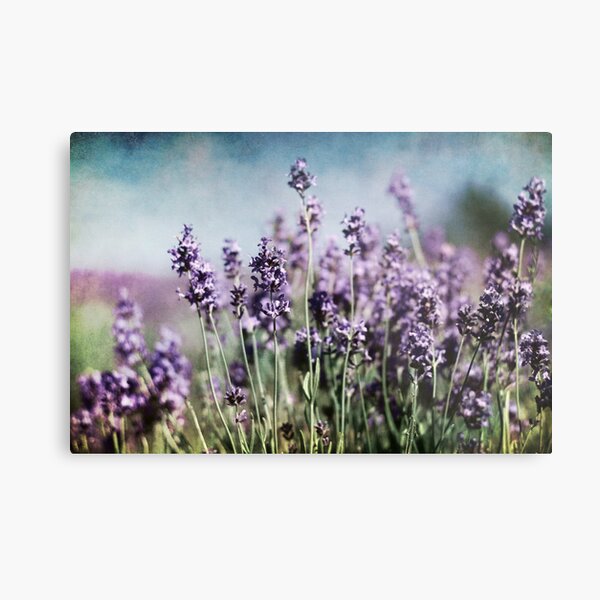 Vintage Lavender Metal Print