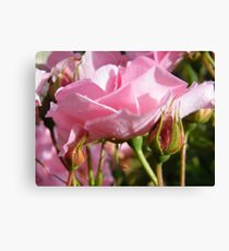 Rosebed Canvas Print