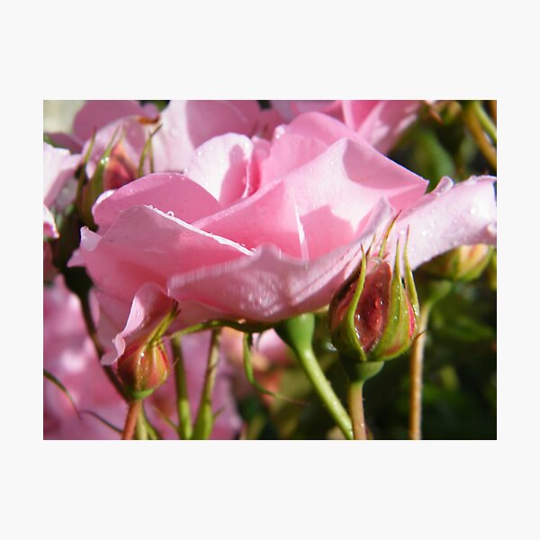 Rosebed Photographic Print