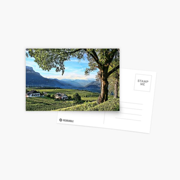Italian Vineyards Postcard