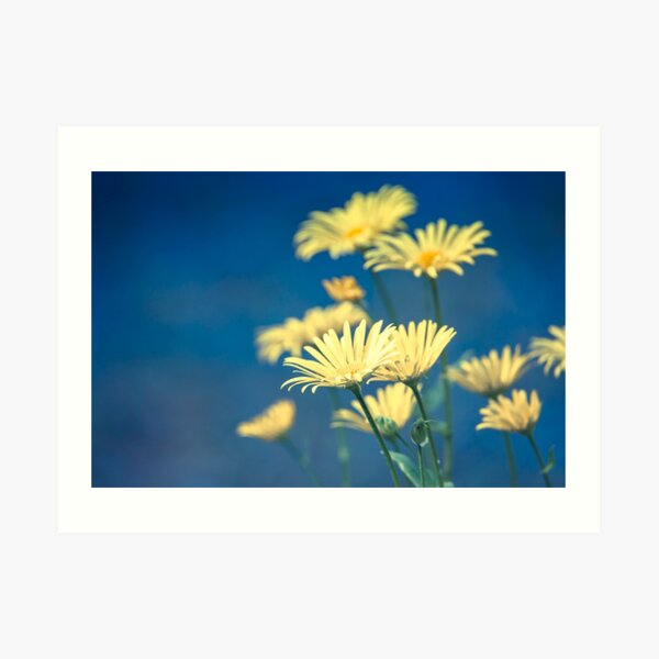 Dreams of summer Art Print