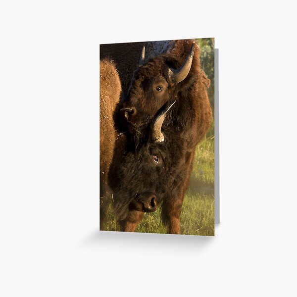 Wildlife Olympics - Bison Headlock, Wrestling Moves In The Wild Greeting Card