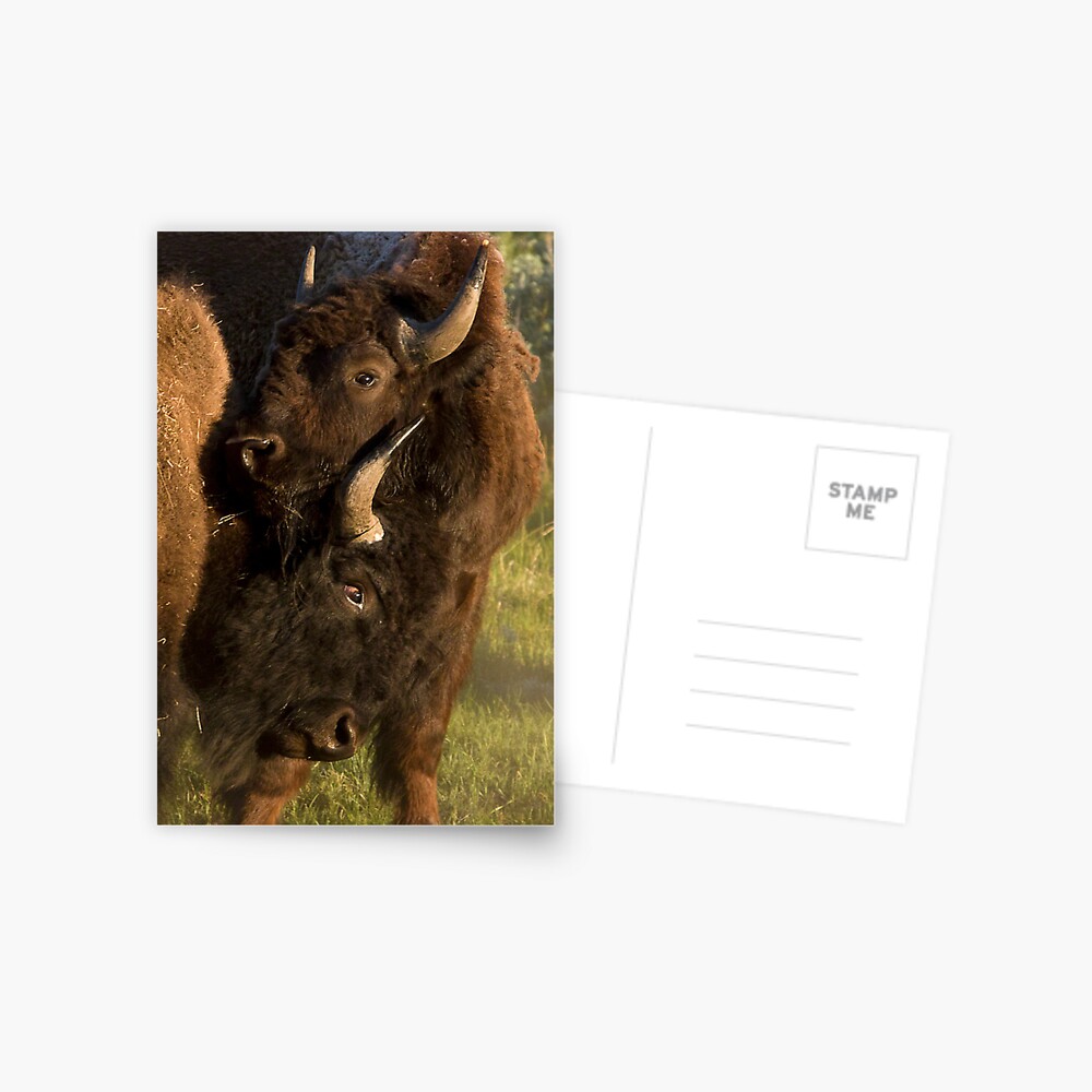 Wildlife Olympics - Bison Headlock, Wrestling Moves In The Wild Postcard