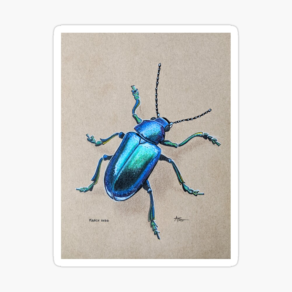 Miniature Iridescent outlet Beetle Framed Original Drawing