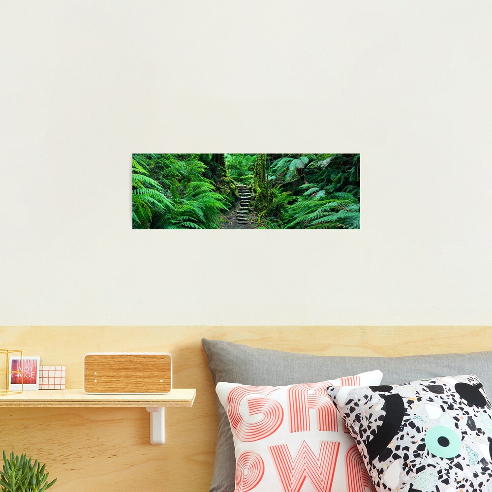 Grand Canyon Track, Blue Mountains, New South Wales, Australia Photographic Print