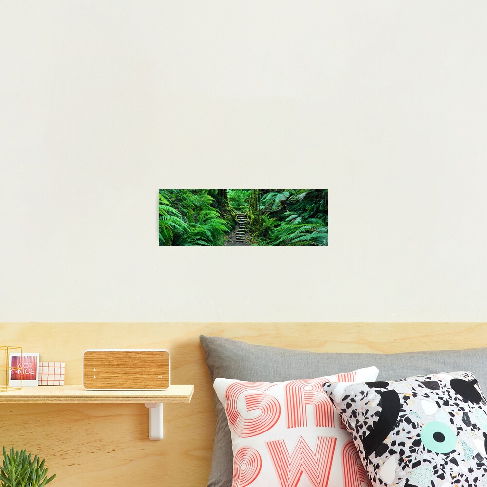 Grand Canyon Track, Blue Mountains, New South Wales, Australia Photographic Print