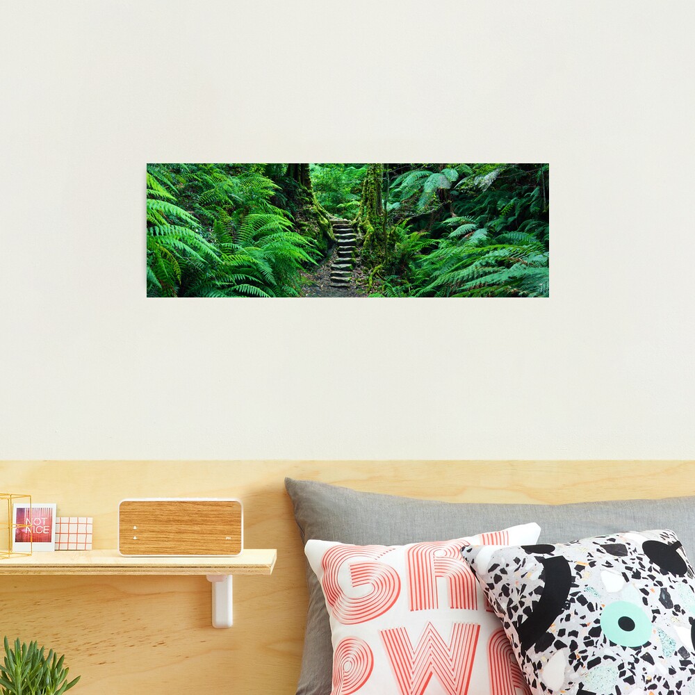 Grand Canyon Track, Blue Mountains, New South Wales, Australia Photographic Print