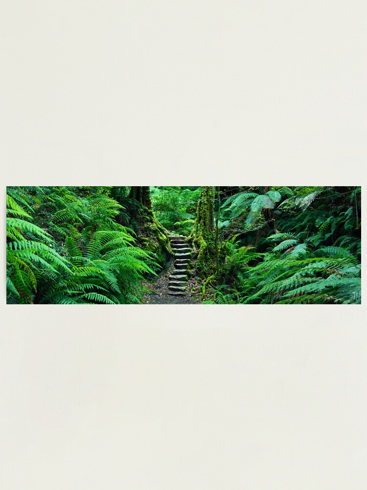 Alternate view of Grand Canyon Track, Blue Mountains, New South Wales, Australia Photographic Print