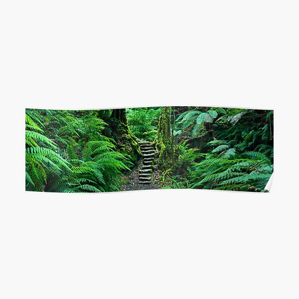 Grand Canyon Track, Blue Mountains, New South Wales, Australia Poster