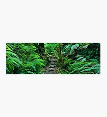 Grand Canyon Track, Blue Mountains, New South Wales, Australia Photographic Print