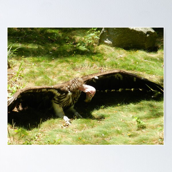 Item preview, sun bathing vulture designed and sold by Phototeen.