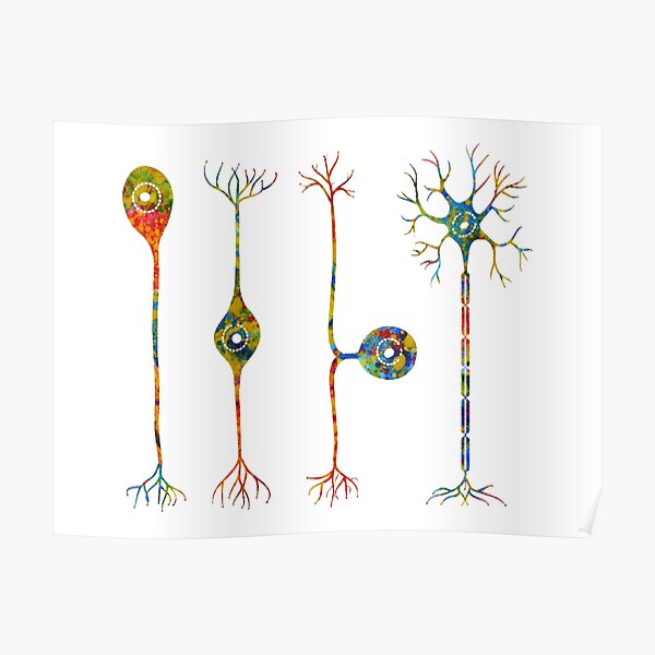 Vier Arten Von Neuronen Poster Von Erzebetth Redbubble