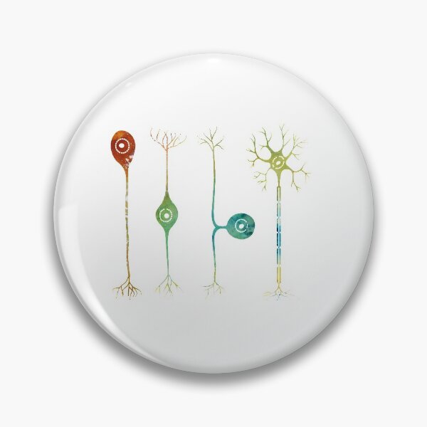 Item preview, Four types of neurons designed and sold by Liededrom..