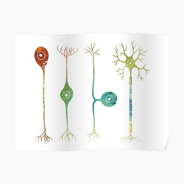 Vier Arten Von Neuronen Poster Von Erzebetth Redbubble