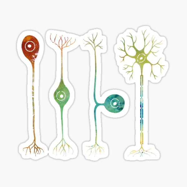 Item preview, Four types of neurons designed and sold by Liededrom..