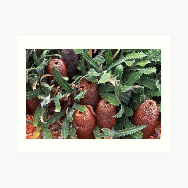 Banksia repens Art Print